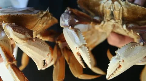 Two live Dungeness crabs Stock-Footage 20522896