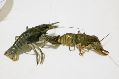 Two live green crayfish (crawfish, crawdads) crawling on a clean white back.. Stock Photos