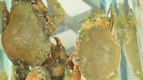 Two Live Mud Crabs (Scylla serrata) in Tank – Vietnam Wild-Caught Specimens Stock Footage 320931190