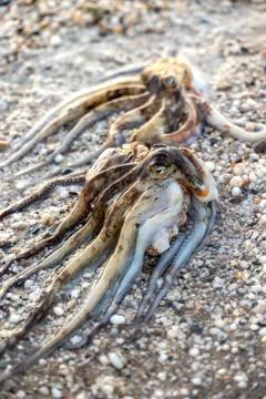 Two live octopuses lying on the sandy beachwashed by waves at the golden li.. Stock Photos