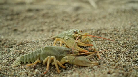 Two lively crayfish explore the sandy riverbank at twilight, a close encounter Video stock 312732579