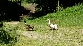Two lively gooses HD Footage