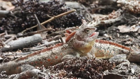 Two lizard fighting for mating . Vídeos de archivo 242751396