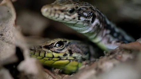 A two Lizard on a Majestic Tree Branch Video stock 256242507