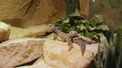 Two lizards are warming themselves, resting on rock next to plants. Video stock 240417113