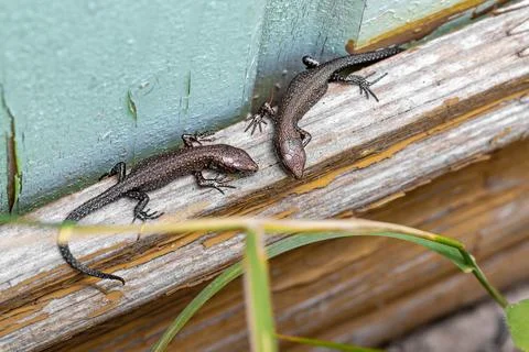 Two lizards bask in sun and interact while sitting on wooden ledge of an ol.. Stock Photos