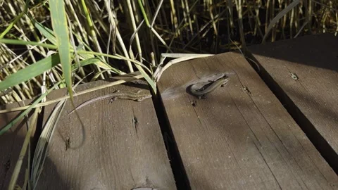 Two lizards basking in the sun on a wooden boardwalk surrounded by reeds Stock Footage 281638695