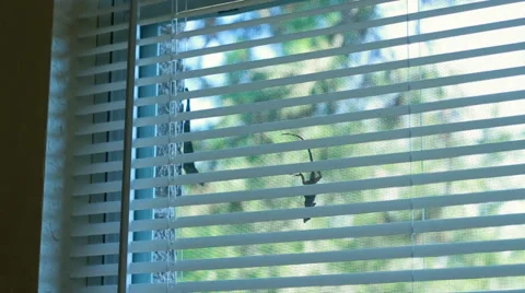 Two lizards challenge each other through the window 스톡 동영상 39885257