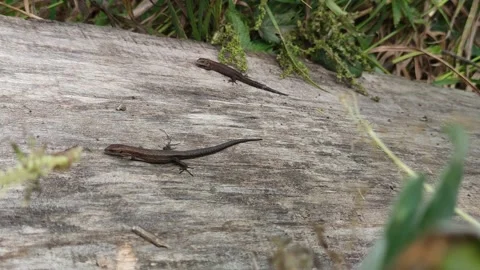 Two lizards crawling on a board in the grass 스톡 동영상 159930967
