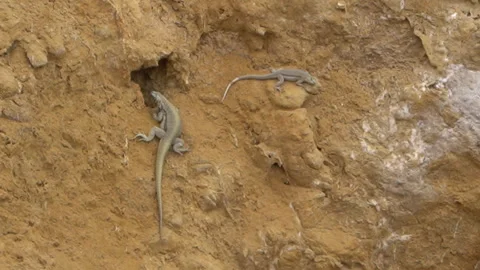 Two lizards crawling over a rock, paracas national reserve. Stock-Footage 243548152