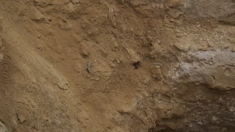 Two lizards crawling over a rock, paracas national reserve. Stock-Footage 244374626