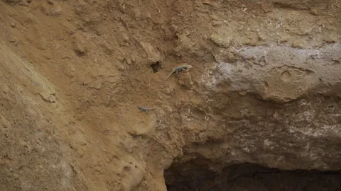 Two lizards crawling over a rock, paracas national reserve. Stock-Footage 246279568