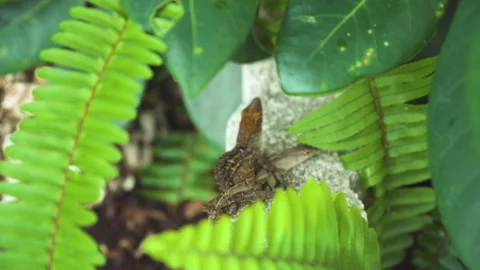 Two lizards curled up together shortly after / during mating. Stock Footage 244493015