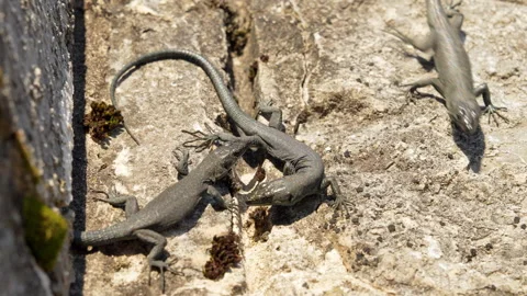 Two lizards grappling head to head on a sunbaked stone wall ledge Видео 347181425