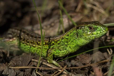 Two lizards on the ground among grass and leaves Stock Photos