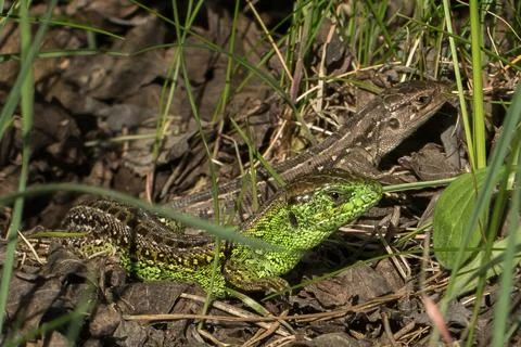 Two lizards on the ground among grass and leaves Stock Photos