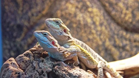 Two lizards lie on a large stone. Stock Footage 157153186