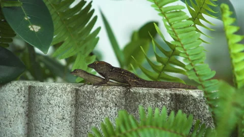 Two lizards mating on top of a rock nestled in some green grass Stock Footage 244493414
