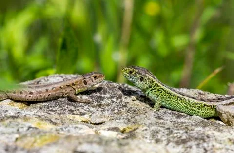Two lizards on a stone Stock Photos
