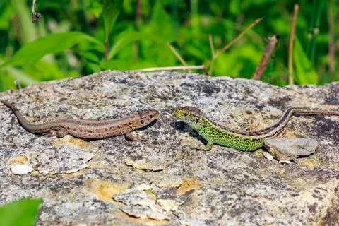 Two lizards on a stone Stock Photos