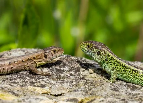 Two lizards on a stone Stock Photos