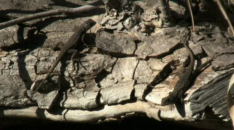 Two Lizards Sunning On Stump In Chaparral Stock Footage