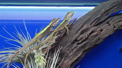 Two lizards on tree Video stock 49415063