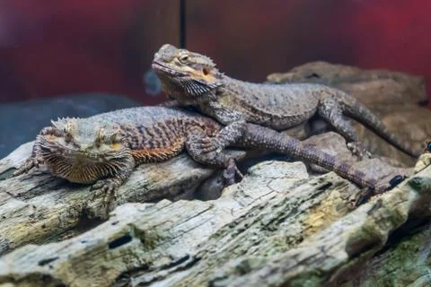 Two lizards on a trunk Stock Photos