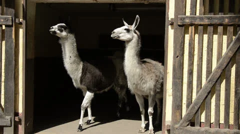 Two Llama in door of the stable Stock Footage 23624240