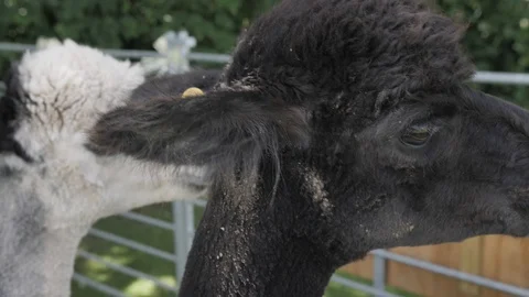 Two Llamas in Alpaca Pen Vídeo Stock 120251545