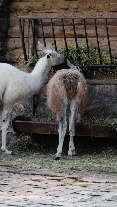 Two llamas feed on fresh hay inside wooden enclosure at Belgrade Zoo. Animal Stock Footage 341961733