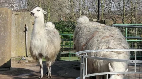 Two llamas feeding in enclosure Stock Footage 48750102