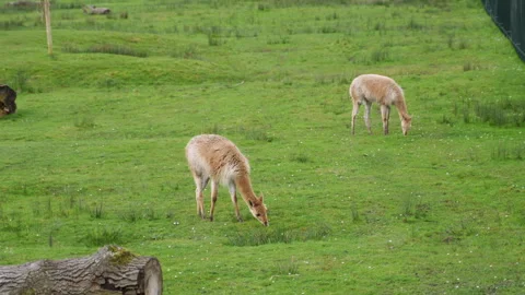 Two llamas grazing on the grass in the pasture. Stock Footage 304882556