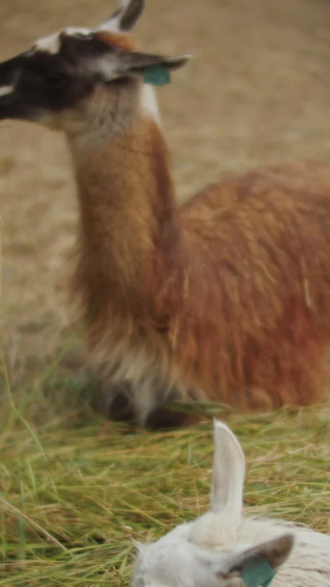 Two llamas lying and chewing hay, vertical video close-up Stock Footage 252064643