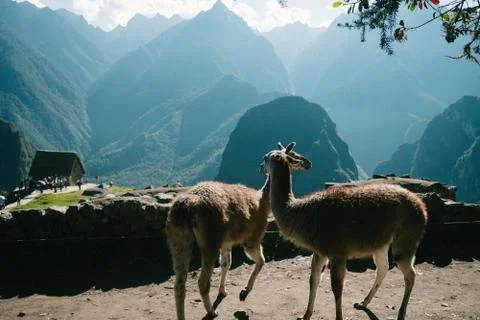 Two llamas at machu picchu Stock Photos