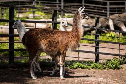 Two llamas standing next to each other in a fenced area Stock Photos