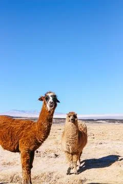 Two llamas standing side by side at Carachi Pampa Lagoon, Catamarca, Argentina Foto stock