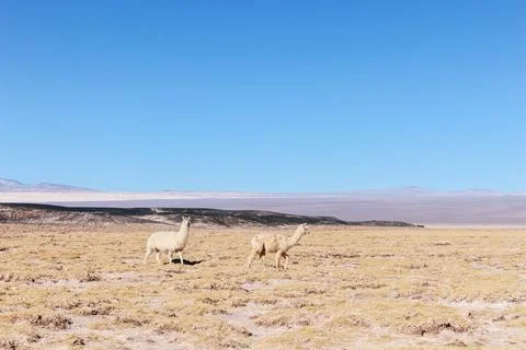 Two llamas standing side by side at Carachi Pampa Lagoon, Catamarca, Argentina Foto stock