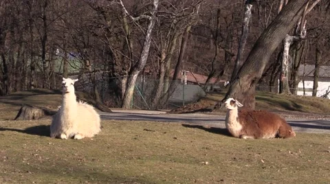 Two llamas in the sun Stock Footage
