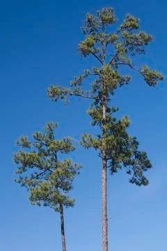 Two Loblolly Pine Trees Against A Clear Blue Sky Stock Photos