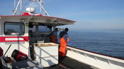 Two Lobsterman Pull Lobster Traps From Ocean and Refill Them With Bait, Maine Stock Footage 25486203