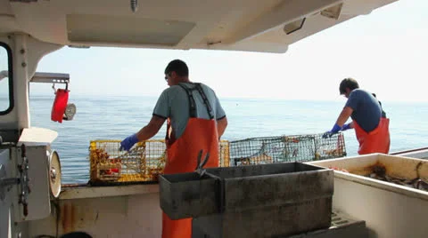 Two Lobsterman Pull Lobsters From Traps And Put Them in a Holding Bin, Maine Stock Footage 25571438