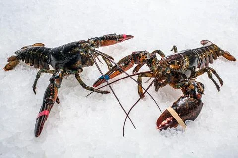 Two lobsters crawl on ice Stock Photos