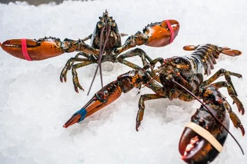 Two lobsters on ice Stock Photos