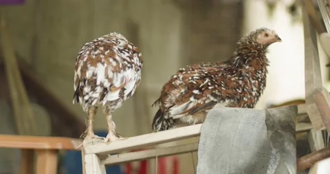 Two local chicken cleaning their feathers. Video stock 133621989