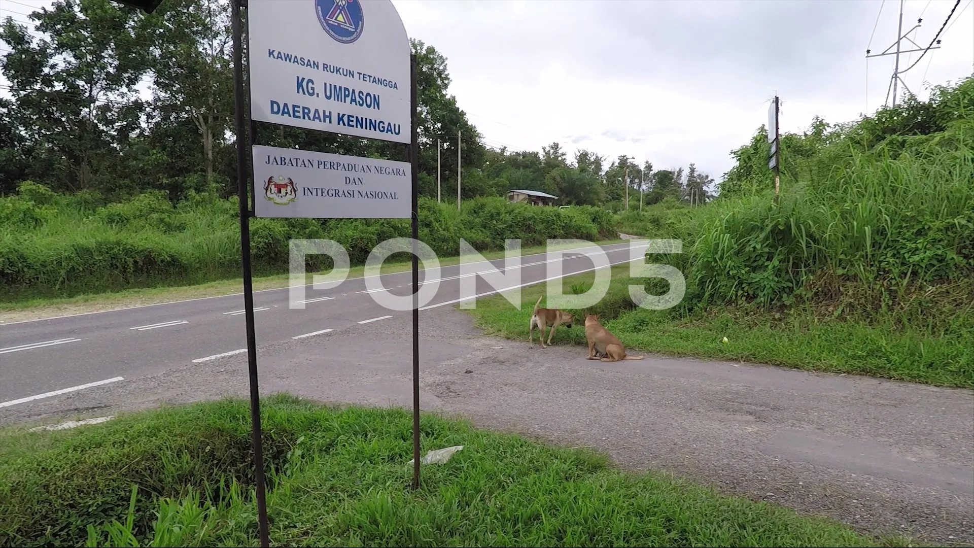 Two local dogs on the road near the village, cars passing by, Borneo,  Malaysia