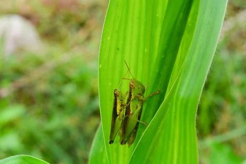 Two locusts that are on a leaf stalk Stock Photos