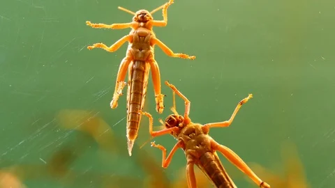 Two locusts on the glass Stock Footage 76370594