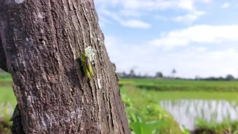 Two locusts perched Stock Footage 229690445
