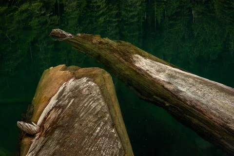 Two Logs Float Beneath The Calm Surface Of Green Lake Foto stock